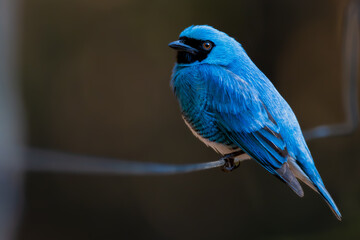 blue bird on a branch - obrazy, fototapety, plakaty
