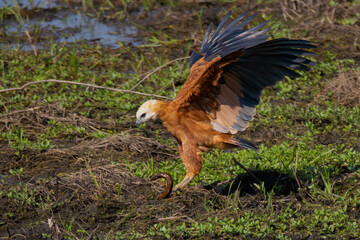 red tailed hawk in flight