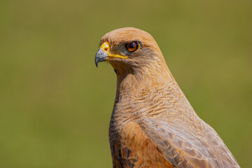 close up of a hawk