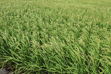 October 10, 2023: Eastern Taiwan