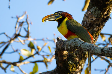 Obraz premium yellow billed toucan