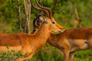 impala in the savannah