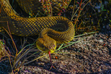 snake in the grass