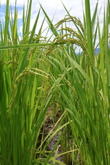 Obraz premium October 10, 2023: Eastern Taiwan