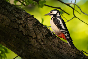 spotted woodpecker on tree