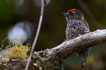 White-wedged Piculet