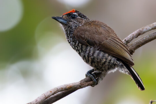 White-wedged Piculet