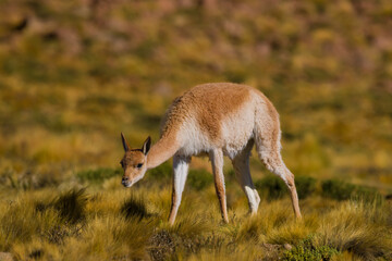 Vicugna in the mountains
