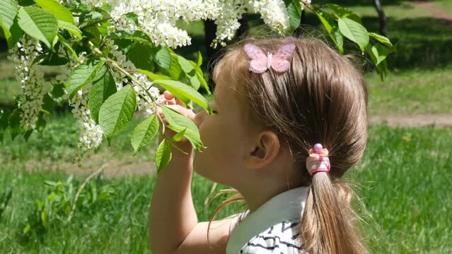Little girl smelling blooming tree. Happy child enjoying nature outdoors. A child in the garden sniffs flower of bird cherry. Cute child in blossom garden