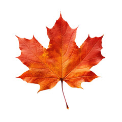 Fall autumn maple leaf. Transparent background. Seasonal colors.