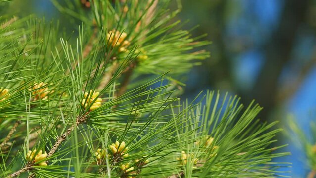 Yellow Pine Cones From Coniferous Tree At Summer. Blooming Evergreen Pine Tree With Male Pine Cones. Pan.