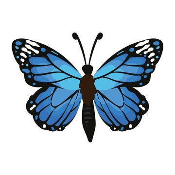 butterfly insect isolated