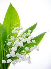 lily of the valley flowers and leaves isolated on white. design element. - 660754737