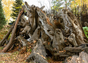 Fototapeta na wymiar A pile of old roots and tree stumps among the fallen leaves in the autumn park