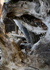 The bizarre twists of the roots of a snag of a felled tree