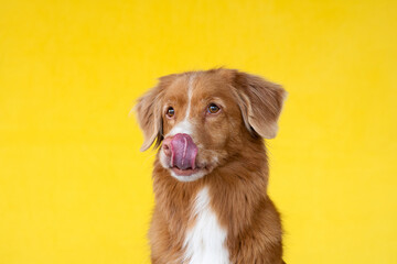 Cute red dog on a yellow background. Nova Scotia duck tolling retriever licks his lips. Pet in the studio, canine fur portrait