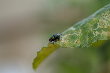 bug on a leaf