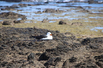 Pacific Gull (Larus pacificus), Surf Beach, Phillip Island, Victoria, Australia.