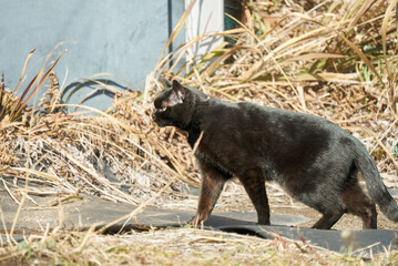 きれいな黒猫