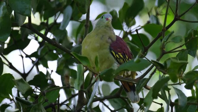 A close up of a Thick-billed Green Pigeon Treron curvirostra, wagging its tail while perching on  top of a fig tree inside Kaeng Krachan National Park in Phetchaburi province, Thailand.