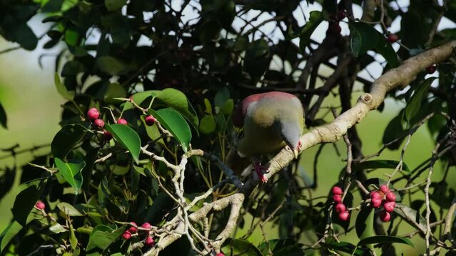 Moving from the front and facing backwards, a Thick-billed Green Pigeon Treron curvirostra is looking for ripe fruits as it wags its tail to keep its balance on a tree in Kaeng Krachan, Thailand.