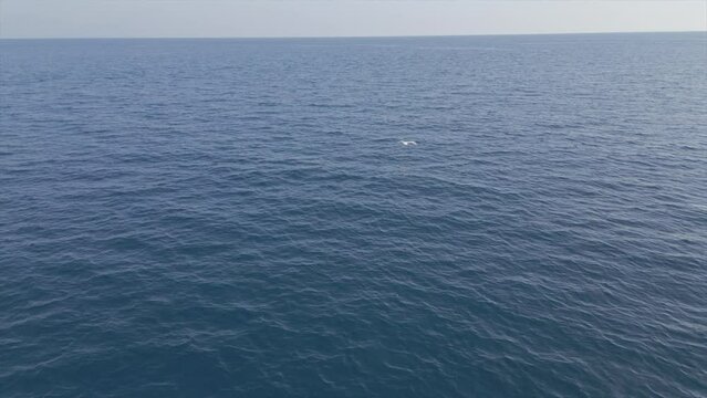Flying over a seagull in the mediterranean sea.