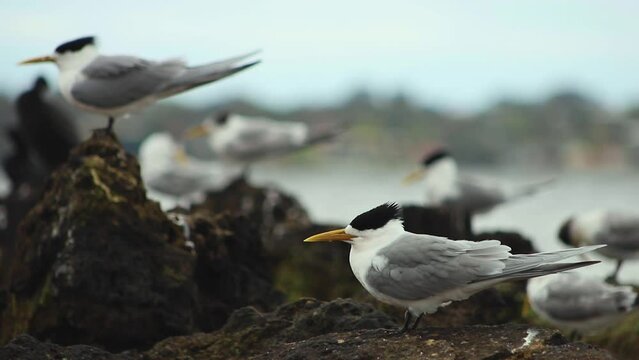 Close up shot of lesser crested terns perched on rocky shore in Coogee beach, Perth, Australia on a cloudy day.