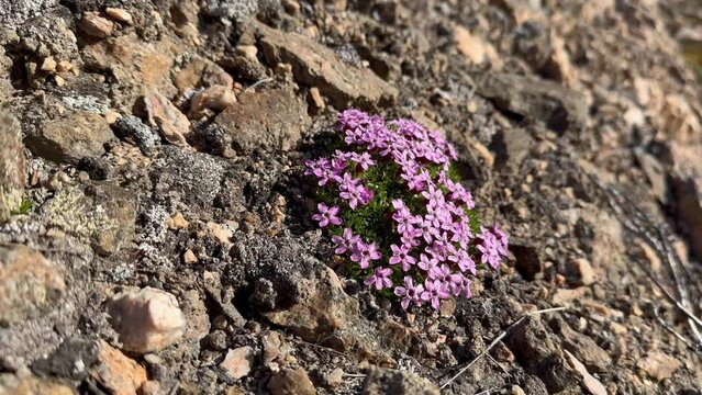 Moss campion (Silene acaulis), also known as cushion pink or compass plant, on Immikkeertikajik island. Scoresbysund, Greenland.