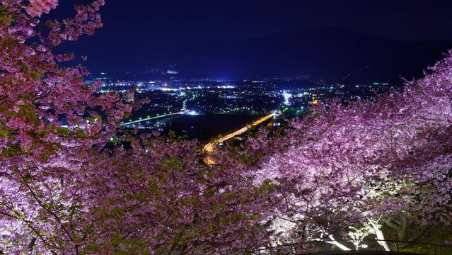 Night view Timelapse - Night illumination of Kawazu Cherry blossoms seen from Nishihirahata park