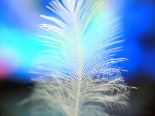Macro of chicken feather with defocused colorful background