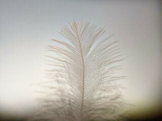 Macro of chicken feather with defocused background