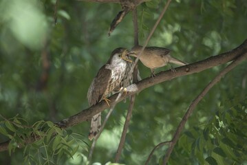 Over-parasitism- common babbler feeding her young common cuckoo