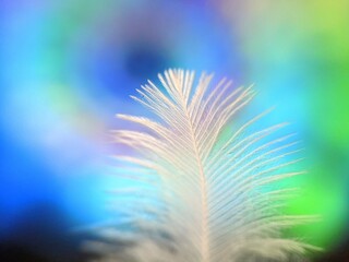 Macro of chicken feather with defocused colorful background