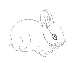 bunny rabbit