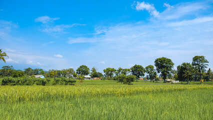 beautiful scenery in a green and cool village