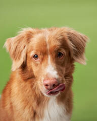 Cute red dog on green background. Nova Scotia duck tolling retriever licks his lips. Pet in the studio, canine fur portrait