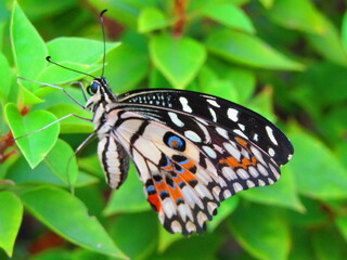 Butterfly on leaf