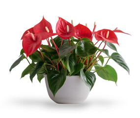 red anthurium flowers with green leaves in white pot isolated on transparent background. - obrazy, fototapety, plakaty