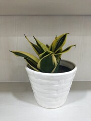 Photo of ornamental plants in white pots
