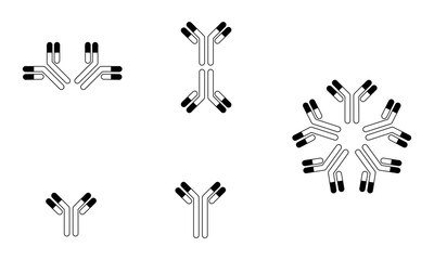 可変部が描いてある抗体のイラスト