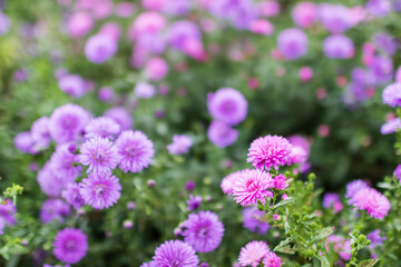 Fototapeta premium This is the autumn chrysanthemum Aster that I found in the park. Symphyotrichum