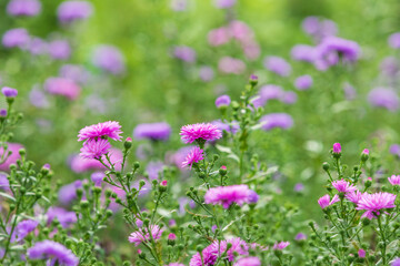 This is the autumn chrysanthemum Aster that I found in the park. Symphyotrichum