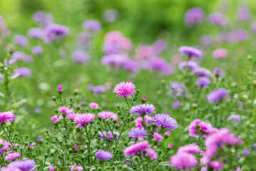 Fototapeta premium This is the autumn chrysanthemum Aster that I found in the park. Symphyotrichum