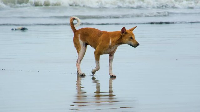local dog playfully walks on the wet sands of Kuakata Sea Beach, Bangladesh