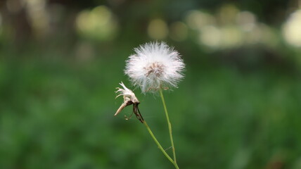 dandelion in the grass