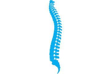 Digital png illustration of blue human spine on transparent background - obrazy, fototapety, plakaty