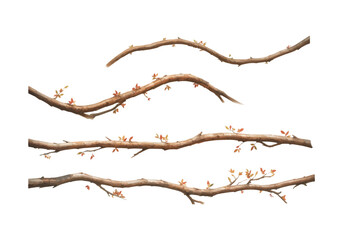 Tree branches collection set. Isolated white background rustic arch watercolor design elements vector illustration © Marlin crowell