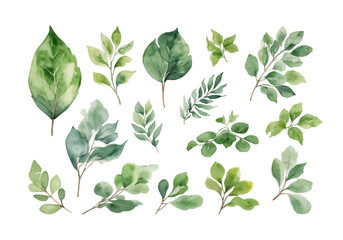Watercolor green leaves elements collection set, eucalyptus, plants, botanical, leaf branches, clip art pastoral charm vector illustration - obrazy, fototapety, plakaty