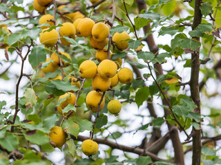 Ripe pears are hanging on the branch