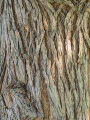 Old tree bark texture willow wood